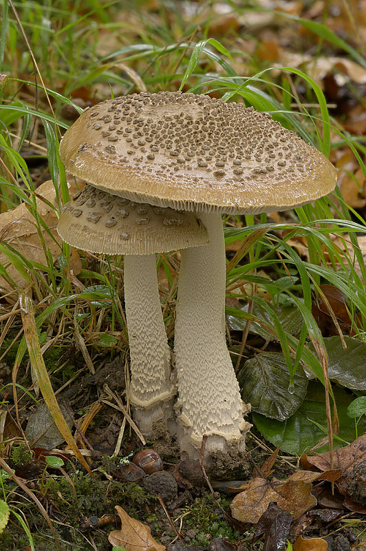Amanita meridioceciliae